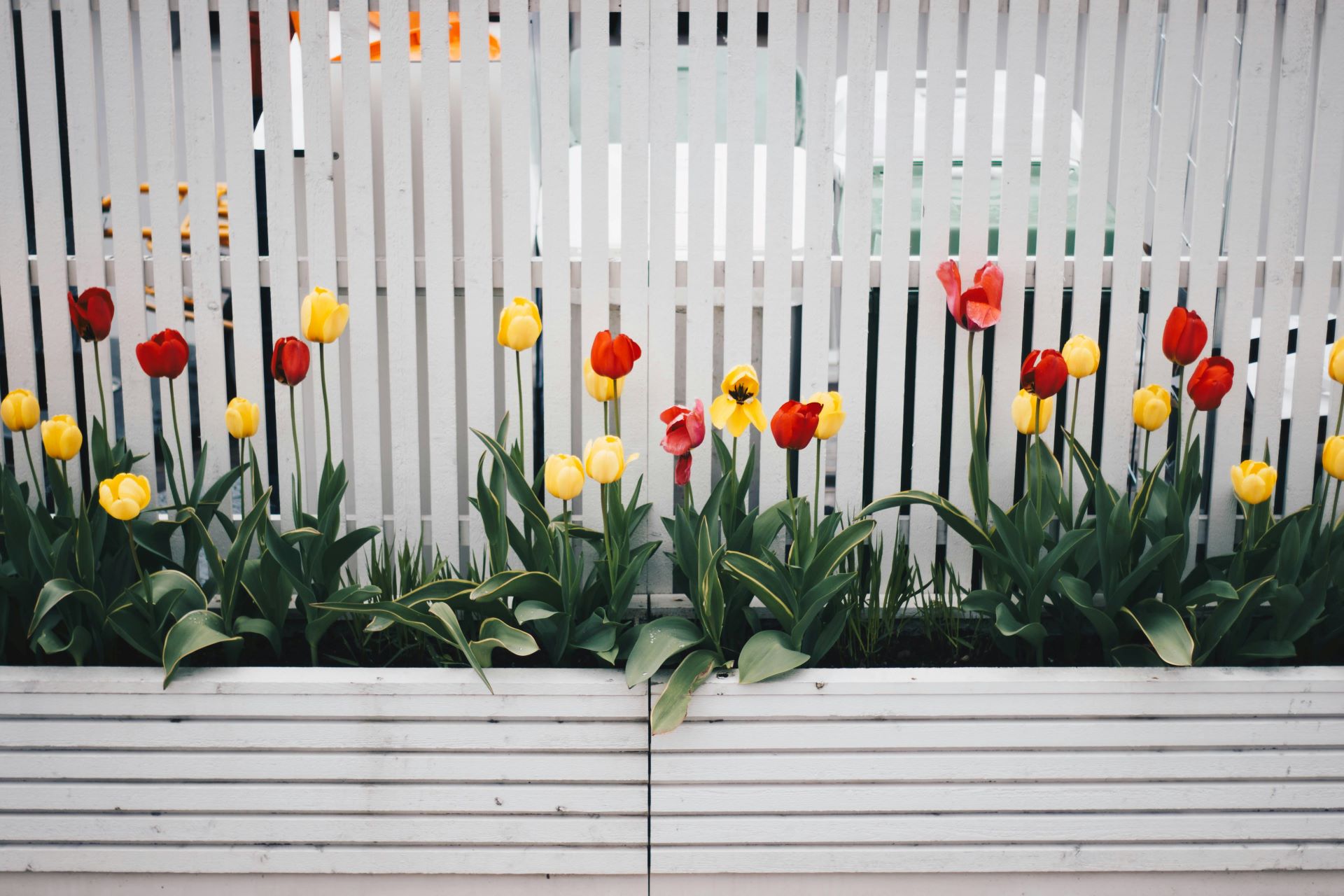 Weißer Lattenzaun mit gelben und roten Tulpen im Vordergrund. Weißer Gartenzaun mit roten und gelben Tulpen in einem Pflanzkasten.